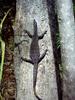 Monitor Lizard (Family: Varanidae, Genus: Varanus) - Wiki