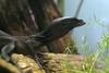 Black Tree Monitor (Varanus beccarii) - Wiki