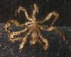 Sea Spider (Order: Pantopoda) - Wiki