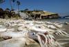 2002-07-26 Thousands of Jumbo Squid washed ashore in California