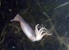 Humboldt Squid (Dosidicus gigas) - Wiki