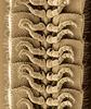 Illacme plenipes (leggy millipede) - Wiki