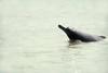 Ganges and Indus River Dolphin (Platanista gangetica) - Wiki