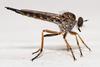 Robber Fly (Family: Asilidae) - Wiki