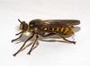 Robber Fly (Choerades fimbriata) female