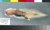 Gelatinous Blindfish, Aphyonus gelatinosus