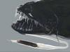 Black Dragonfish, Idiacanthus atlanticus