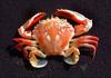 Swimmer crab