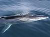 Fin Whale (Balaenoptera physalus) - Wiki