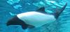 Commerson's Dolphin (Cephalorhynchus commersonii) - Wiki