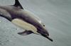 Common Dolphin (Delphinus delphis) - Wiki