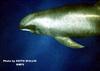 Melon-headed Whale (Peponocephala electra) - Wiki