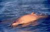 Australian Snubfin Dolphin (Orcaella heinsohni) - Wiki