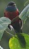 Bar-tailed Trogon (Apaloderma vittatum) - Wiki