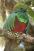 Resplendent Quetzal (Pharomachrus mocinno) - Wiki