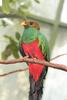 Golden-headed Quetzal (Pharomachrus auriceps) - Wiki