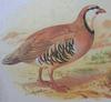 Chukar Partridge (Alectoris chukar) - Wiki