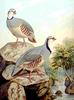 Rock Partridge (Alectoris graeca) - Wiki