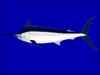 Black Marlin (Makaira indica) - Wiki