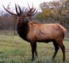 Elk (Cervus canadensis) - Wiki