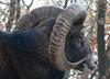 Mouflon (Ovis musimon, Ovis ammon, Ovis gmelini, or Ovis orientalis) - Wiki