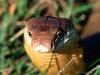 King Cobra (Ophiophagus hannah) - Wiki