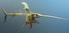 Swordfish (Xiphias gladius) skeleton