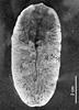 Giant Liver Fluke (Fascioloides magna) - Wiki