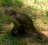 Capuchin monkey (Family: Cebidae, Genus: Cebus) - Wiki