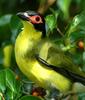 Figbird (Sphecotheres viridis) - Wiki