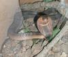 Egyptian Cobra (Naja haje) - Wiki