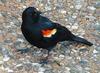 American Blackbirds (Family: Icteridae, Genus: Agelaius) - Wiki