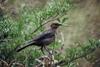 Cowbird (Family: Icteridae, Genus: Molothrus) - Wiki