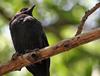 Bronzed Cowbird (Molothrus aeneus) - Wiki