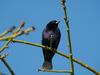 Shiny Cowbird (Molothrus bonariensis) - Wiki