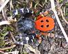 Ladybird Spider (Eresus cinnaberinus) - Wiki