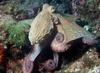 Common Octopus (Octopus vulgaris) from the Mediterranean Sea