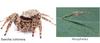 Jumping Spider (Evarcha culicivora) - Wiki