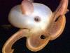 Dumbo Octopus (Family: Opisthoteuthidae, Genus: Grimpoteuthis) - Wiki