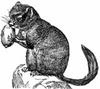 Dormouse (Order: Rodentia, Family: Gliridae) - Wiki