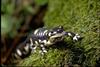California Tiger Salamander (Ambystoma californiense) - Wiki