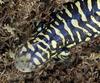 Barred Tiger Salamander (Ambystoma mavortium) - Wiki