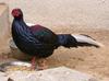 Swinhoe's Pheasant (Lophura swinhoii) - Wiki