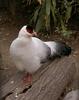 White Eared Pheasant (Crossoptilon crossoptilon) - Wiki
