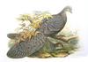 Grey Peacock-pheasant (Polyplectron bicalcaratum) - Wiki