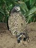 Malayan Peacock-pheasant (Polyplectron malacense) - Wiki