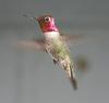 Anna's Hummingbird (Calypte anna) - Wiki
