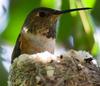 Allen's Hummingbird (Selasphorus sasin) - Wiki
