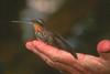 Saw-billed Hermit Hummingbird (Ramphodon naevius) - Wiki