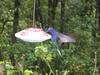 Violet Sabrewing Hummingbird (Campylopterus hemileucurus) - Wiki